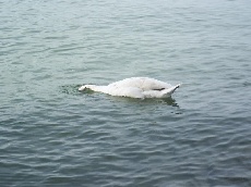 Schwan