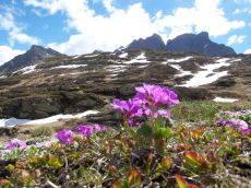 Blumen und Berge