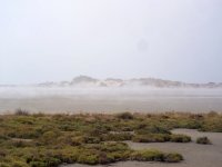 Camargue