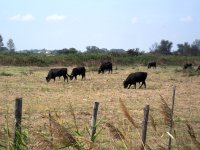 Camargue