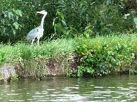 Le Canal du Rhône au Rhin