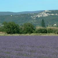 Lavendel