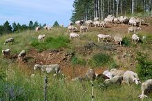 Causse Méjean